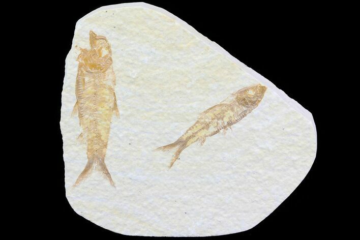 Double Knightia Fossil Fish - Wyoming #75990